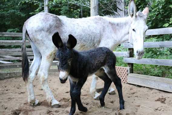 Athéna et son magnifique bébé Yolo
